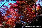 知られざる清水寺境内の紅葉 : この上は奥の院で　清水の舞台を眺める絶好ポイントである