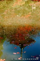 知られざる清水寺境内の紅葉 : 水鏡の紅葉は　傷みを包んでくれる