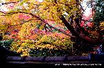 秋の物見遊山 / 大徳寺