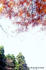京都の秋