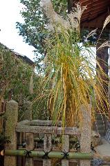 京鍋料理　/ 大根焚き