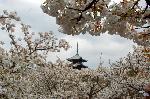 桜を愛でる