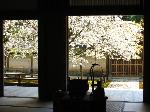 桜を愛でる
