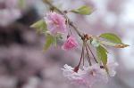 桜を愛でる : 花弁が15枚から20枚見られるのが法輪寺桜。古くより嵐山界隈に多く植えられている珍種の桜である。優しく愛おしい淡紅色を見せている。