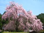 桜を愛でる : 入山を見張るかのように高台に立ち、出迎えの手招きのように枝垂れ、見事な花をつける紅枝垂れ桜。