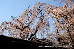 続　醍醐寺枝垂桜を歩く　三宝院・霊宝館編