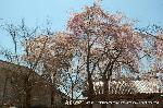 知られざる桜の見所