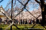 洛中洛外京桜図　一見さんの桜に通の桜　編　その二
