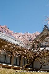 洛中洛外京桜図　一見さんの桜に通の桜　編　その四