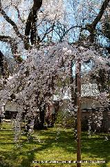 洛中洛外京桜図　一見さんの桜に通の桜　編　その四